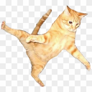 Cat Flying Flyingcat Orangecat Orange Color Play - Flying Cat Png, Transparent Png