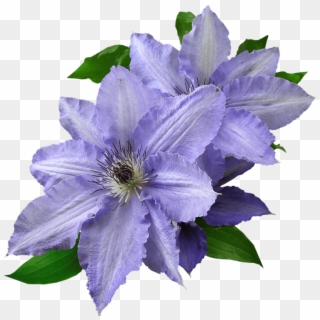 This Flowering Vine Produces Extravagant Flowers All - Purple Flower Cut Out, HD Png Download