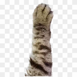 Cat Paw Transparent Png, Png Download