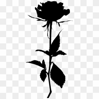 Flower Silhouette - White Roses In Png, Transparent Png