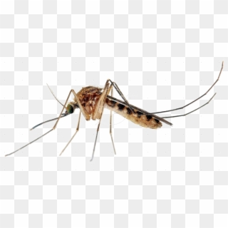 Mosquito Transparent Images Png - Pernilongo Culex, Png Download