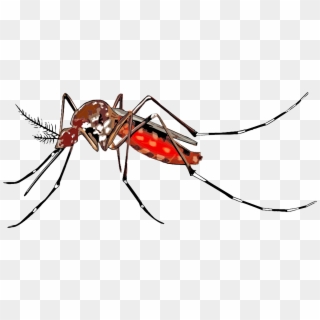 Mosquito Clipart Png - Dengue Information In English, Transparent Png