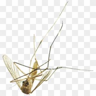 Mosquito - Mosquito Dead, HD Png Download
