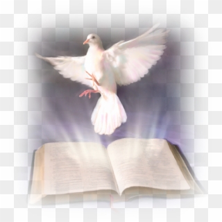 Paloma Confirmacion Png - El Espiritu Santo Y La Biblia, Transparent Png