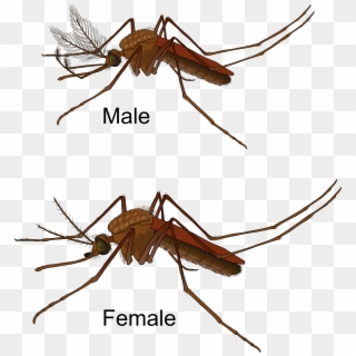 Open - Culex Mosquito Male And Female, HD Png Download