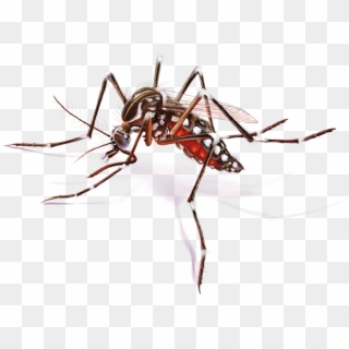 Mosquito Febre Amarela Png - Imagens Do Aedes Aegypti, Transparent Png