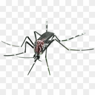 Mosquito, HD Png Download