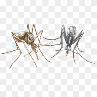 Yellow Fever Mosquito - Dibujos De Aedes Albopictus, HD Png Download