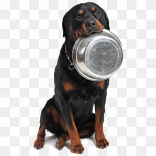 Ciotola Cane Png - Feeding A Rottweiler, Transparent Png