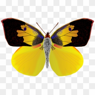 Medium Image - California Dog Face Butterfly, HD Png Download
