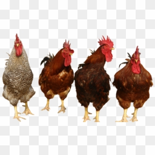 Chicken Png - Chickens Png, Transparent Png