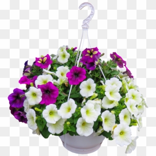 Happy Hanging Baskets - Flower, HD Png Download