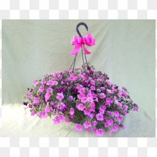 Sunny Flowering Hanging Basket Of Fun - Pericallis, HD Png Download