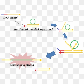 File - - Cross Linking Dna Strands, HD Png Download