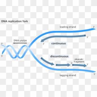 Dna Replication, The Movie - Leading Vs Lagging Strand, HD Png Download