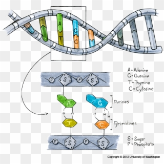 Structure Of Dna - Gene Dna Allele, HD Png Download