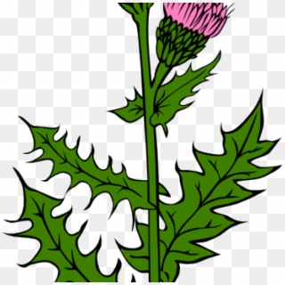 Weed Clipart At Getdrawings - Thistle Scotland, HD Png Download
