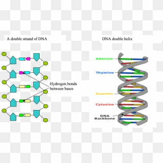 Formation Of The Dna Strand And Double Helix Conformation - 6 Base Rungs Dna, HD Png Download