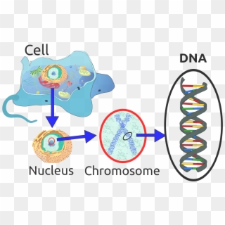Now The Nucleotides In Dna Are Made Up Of Many Things - Dna Important To A Cell, HD Png Download