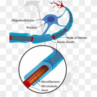 Open - Oligodendrocytes Myelin, HD Png Download