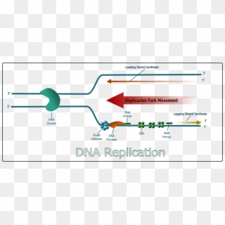 Why Is Dna Replication Described As Semiconservative - Dna Replication Free Vector, HD Png Download