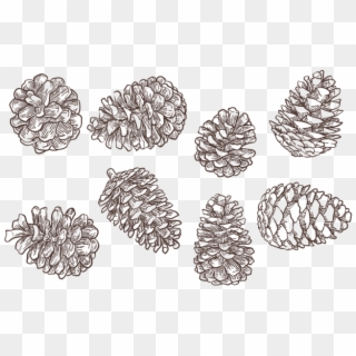 Pine Cones Png - Pine Cone Vector Png, Transparent Png