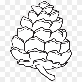 1000 X 1000 1 - Pine Cone Drawing Simple, HD Png Download
