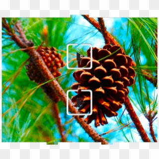 Pine Cone - 2 Momentary - Western Yellow Pine, HD Png Download
