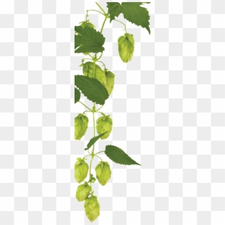 Hops On Tap - Tree, HD Png Download