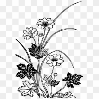 Download Png - Flowering Plants Black And White, Transparent Png