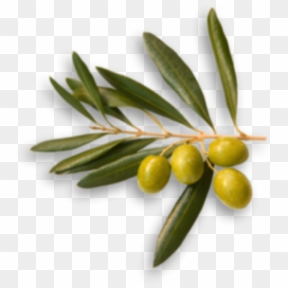 Go To Image - Olives Top View Png, Transparent Png