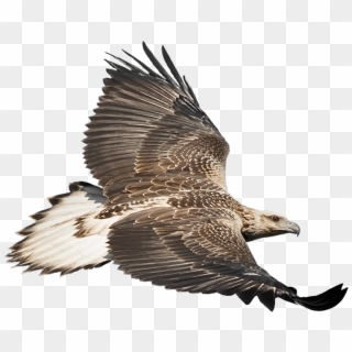 Eaglecam Logo - White Bellied Sea Eagle Png, Transparent Png