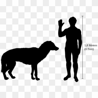 Beringian Wolf Size - Dire Wolf Size To Human, HD Png Download