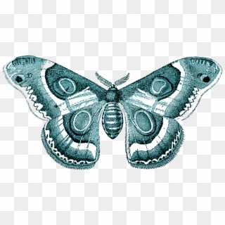 Moth Transparent Png - Transparent Background Butterflies Png, Png Download