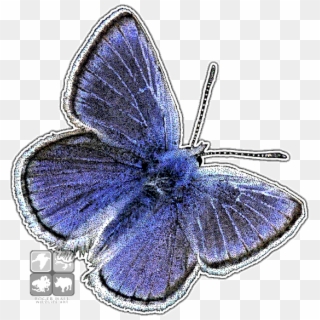 Mission Blue Butterfly Png, Transparent Png