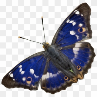 Liked Like Share - Purple Emperor Butterfly, HD Png Download