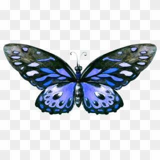 Hand Painted A Blue Butterfly Png Transparent - Speckled Wood (butterfly, Png Download