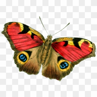 Butterfly Png Image - Butterfly Looks Like Face, Transparent Png