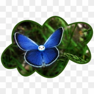 Sckawaii Sticker - Karner Blue Butterfly, HD Png Download