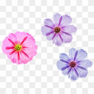 Cool Flower Png Three Different Styles To Choose Pink - Flower Background For Desktop, Transparent Png