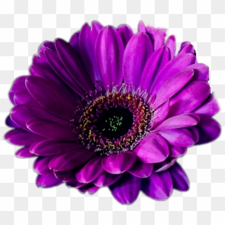 Png Flowers Free Download Easy Download Royalty Free, Transparent Png