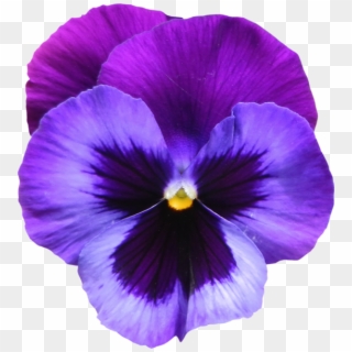 Large Transparent Purple Violet Flower Png Clipart - Violet Png, Png Download