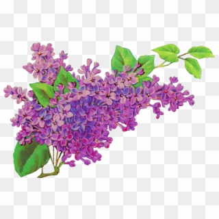 Free Flower Clipart Picture Royalty Free Library - Lilac Flower Png, Transparent Png