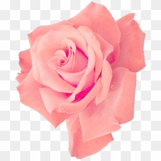 Pink Rose Png Transparent For Free Download Pngfind