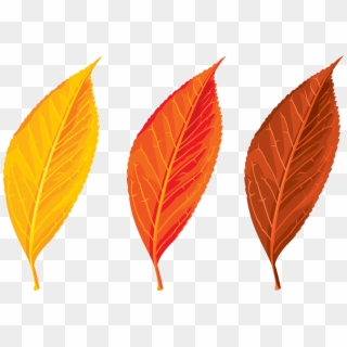 Autumn, Spring, Winter, Seasons, Leaf, Clip Art Png - Tree Leaves Png Hd, Transparent Png