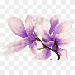 Hand Painted Purple Magnolia Flower Png Transparent - Flower, Png Download