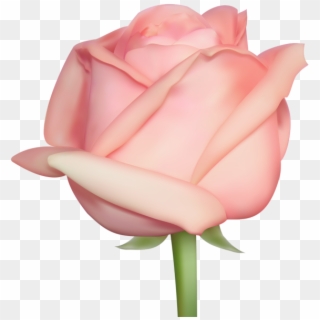 Rose Png - Garden Roses, Transparent Png
