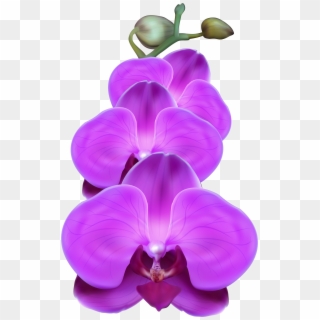 Purple Orchid - Purple Orchid Flower Png, Transparent Png