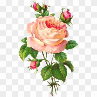 Pink Rose Clip Art - Rose Flower Vintage Png, Transparent Png