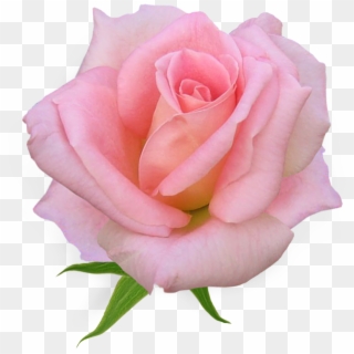 Pink Rose Clipart Png - English Rose Png, Transparent Png